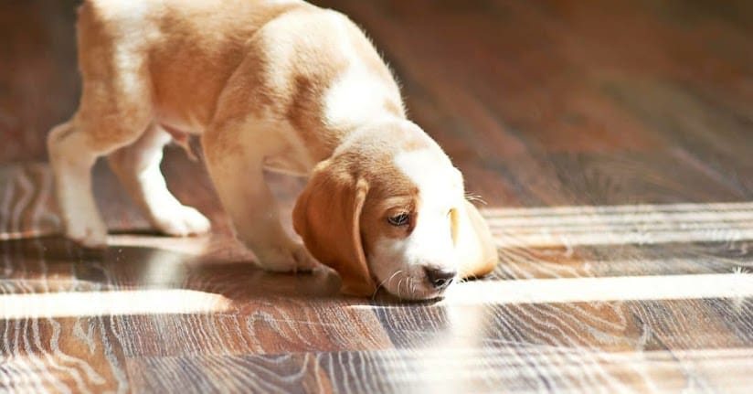 luxury vinyl plank floor