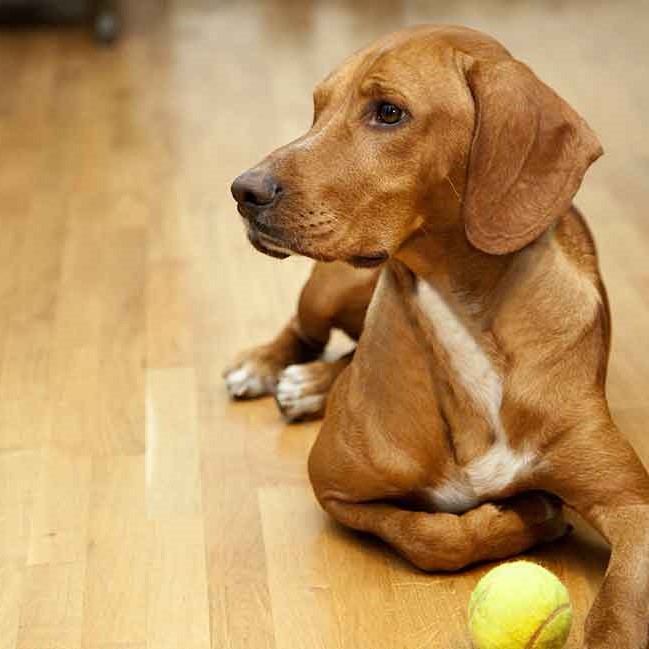 Pet-Friendly Flooring